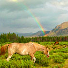 Yellowstone Wilderness - In-Park Trail Rides