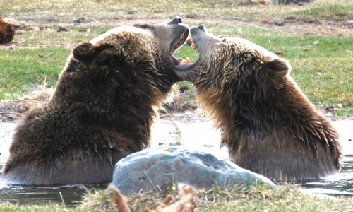 West Yellowstone Montana Zoo