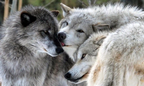 West Yellowstone Zoo