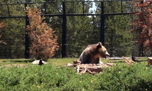 Bears feeding at the Grizzly and Wolf Discovery Center in West Yellowstone
