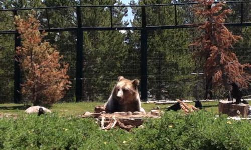 Bears feeding at the Grizzly and Wolf Discovery Center in West Yellowstone