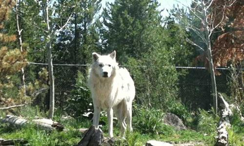 Wolf feeding at the Grizzly and Wolf Discovery Center in West Yellowstone