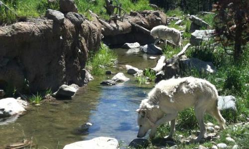 Wolf feeding at the Grizzly and Wolf Discovery Center in West Yellowstone