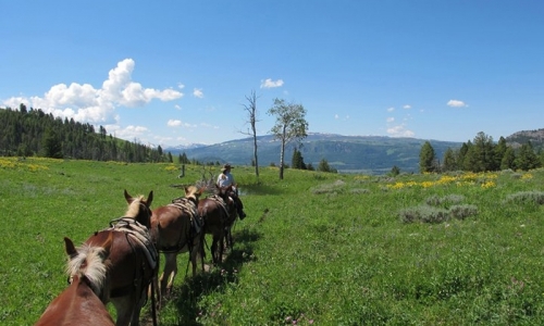West Yellowstone Horseback Riding