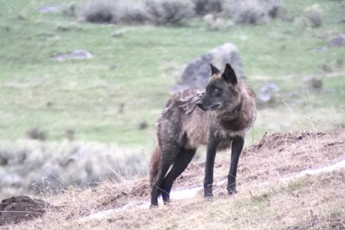 Yellowstone Wolf Tracker — , 