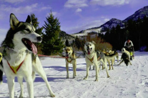 Bozeman Tourbase | Dog Sledding Adventure