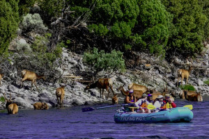 Scenic River Floats Showcase Wildlife & Scenery