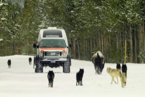 SeeYellowstone Winter Snowcoach Tours