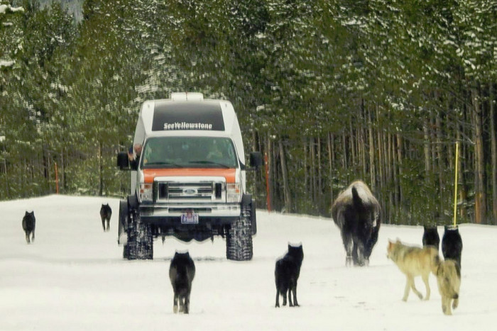 See Yellowstone Tours — West Yellowstone, MT