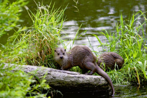 Beartooth Tours | see the Beartooth Highway