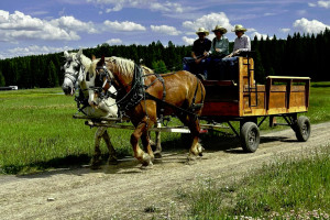 Creekside Trail Rides
