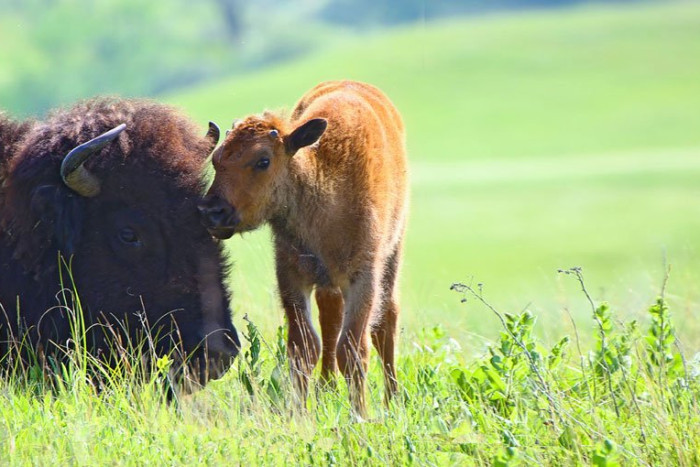 Yellowstone Inn — , 