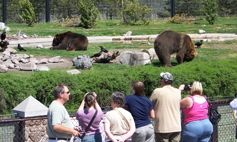 Grizzly Wolf Discovery Center West Yellowstone Montana