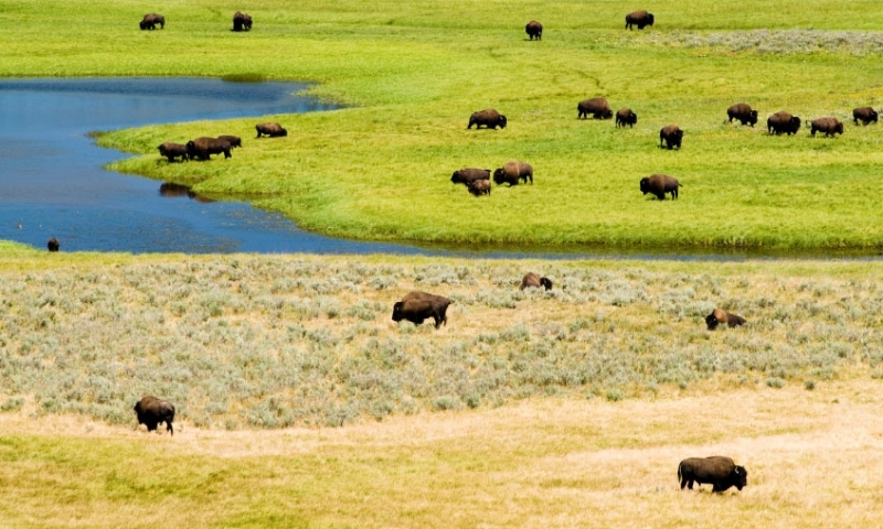 Bison Buffalo Wildlife Yellowstone