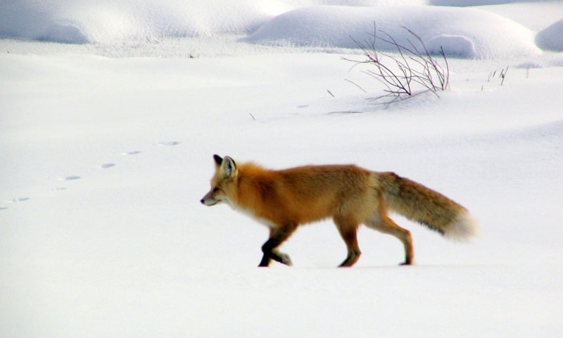 Yellowstone Wildlife Tour