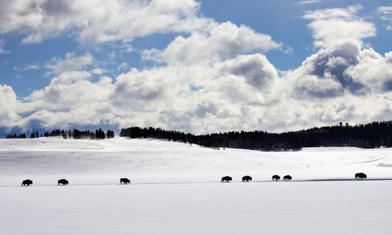 Bison Buffalo Wildlife Yellowstone Winter