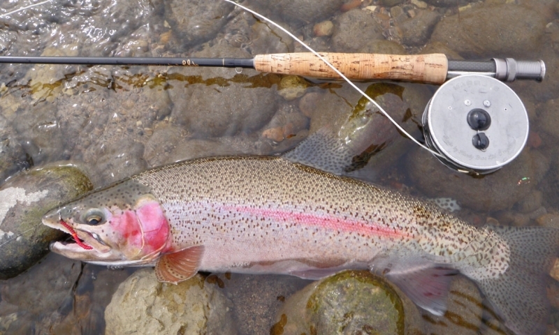 Trout caught on the Madison River in Montana