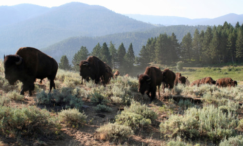 Gallatin National Forest