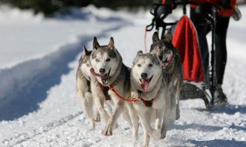 Dog Sledding